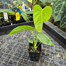 Load image into Gallery viewer, Anthurium Warocqueanum x noid, Exact Plant Ships Nationwide

