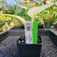 Load image into Gallery viewer, Alocasia Odora, Okinawa Silver, Exact Plant Variegated Ships Nationwide

