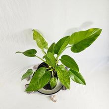 Load image into Gallery viewer, Philodendron Giganteum, Exact Plant Variegated
