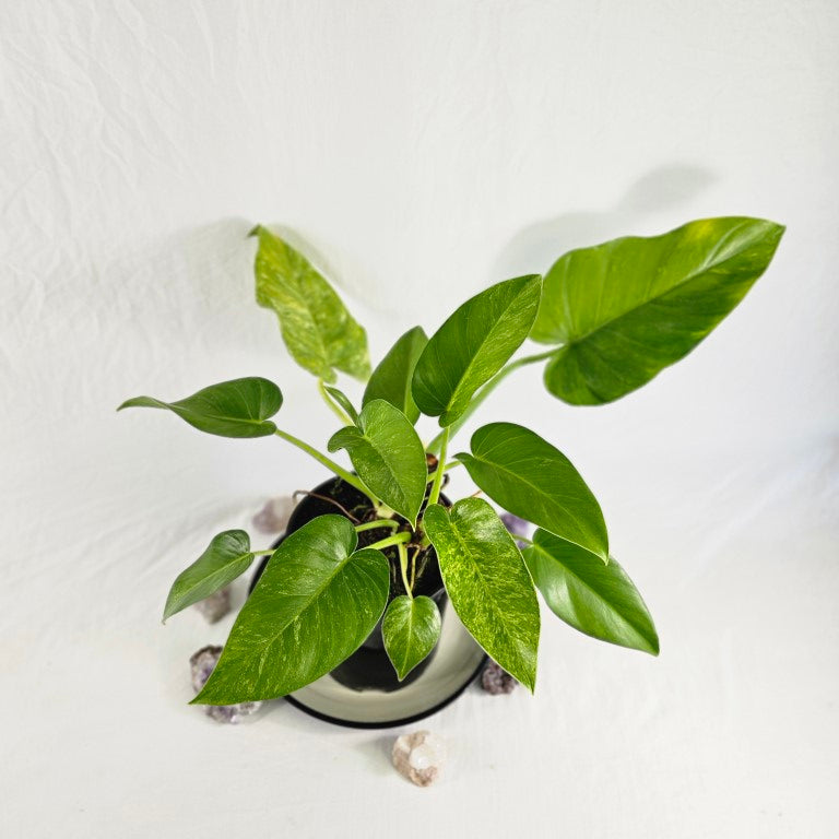 Philodendron Giganteum, Exact Plant Variegated