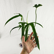 Load image into Gallery viewer, Philodendron Holtonianum, Exact Plant Ships Nationwide
