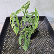 Load image into Gallery viewer, Monstera Adansonii Mint "Indonesia" Variegated exact plant, Fedex 2day*
