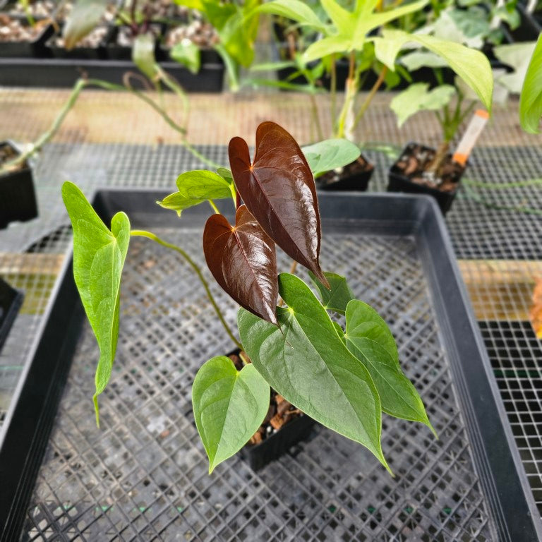 Anthurium Red Beauty, Exact Plant Ships Nationwide