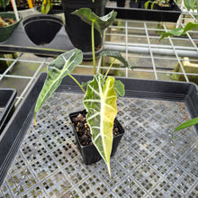 Load image into Gallery viewer, Alocasia Polly Aurea variegated exact plant, Fedex 2day*
