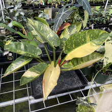 Load image into Gallery viewer, Philodendron Green Congo Nuclear Variegated exact plant, Fedex 2day
