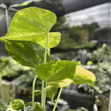 Load image into Gallery viewer, Anthurium Clarinervium Variegated exact plant, Fedex 2day*
