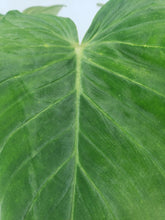 Load image into Gallery viewer, Pseudoverrucosum Croat, Exact Plant, Philodendron
