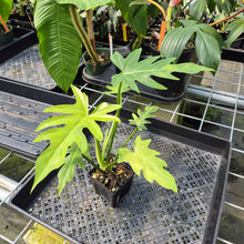 Load image into Gallery viewer, Philodendron Radiatum Aurea Variegated exact plant, Fedex 2day*

