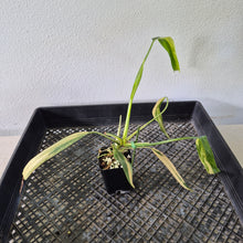 Load image into Gallery viewer, Philodendron Holtonianum Variegated exact plant, Fedex 2day*
