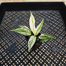 Load image into Gallery viewer, Spathiphyllum Peace Lily City of Angels, Exact Plant Variegated
