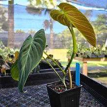 Load image into Gallery viewer, Philodendron Splendid, Exact Plant 4&quot; Ships Nationwide
