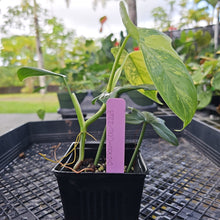 Load image into Gallery viewer, Philodendron Bipennifolium, Exact Plant Variegated Ships Nationwide
