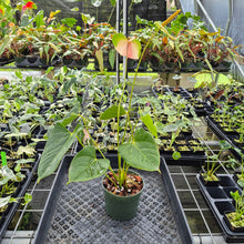 Load image into Gallery viewer, Anthurium Speckled Butterfly Shibori AFF Variegated exact plant, Fedex 2day*
