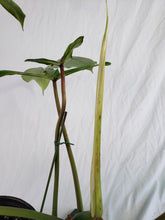 Load image into Gallery viewer, Joepii Large, Exact Plant, Philodendron
