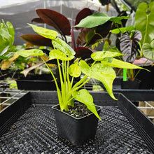 Load image into Gallery viewer, Alocasia Cucullata, Exact Plant Variegated Double plant
