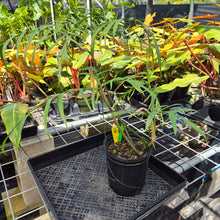 Load image into Gallery viewer, Philodendron Polypodoides, Exact Plant Ships Nationwide
