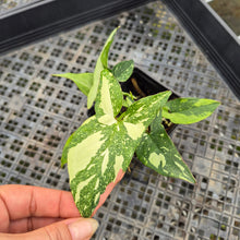 Load image into Gallery viewer, Syngonium Red Spot Tricolor Variegated exact plant, Fedex 2day*
