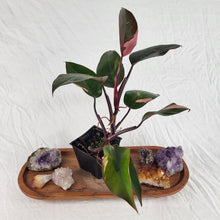 Load image into Gallery viewer, Philodendron Pink Princess Variegated 4" pot, Fedex 2day*

