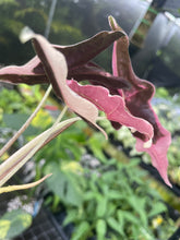 Load image into Gallery viewer, Alocasia Nobilis Pink variegated 2.5" pot, Fedex 2day*
