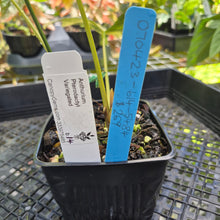 Load image into Gallery viewer, Anthurium Pterodactyl Variegated, Exact Plant Ships Nationwide
