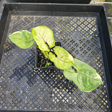 Load image into Gallery viewer, Syngonium Mango Allusion, Orm Thong, Exact Plant Variegated Ships Nationwide
