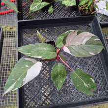 Load image into Gallery viewer, Philodendron Red Anderson, Exact Plant Ships Nationwide
