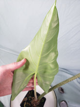 Load image into Gallery viewer, Lowii, Exact Plant, Alocasia
