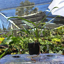 Load image into Gallery viewer, Epipremnum Amplissimum Silver Stripe, Exact Plant Ships Nationwide
