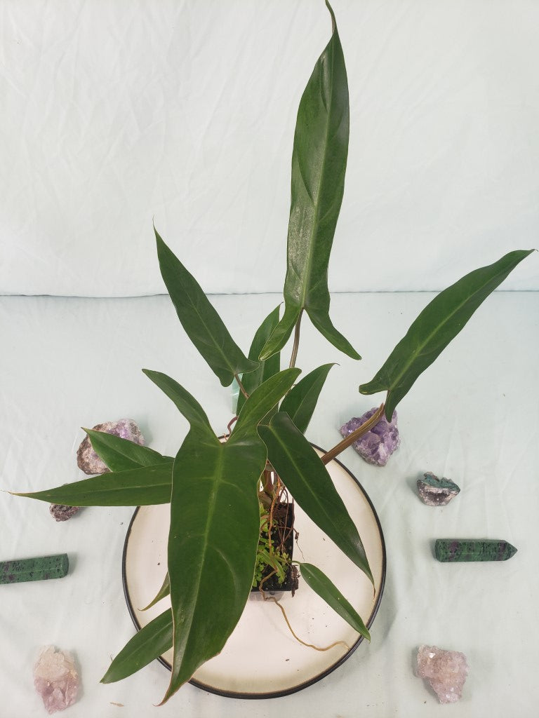 Mexicanum, Exact Plant, Philodendron