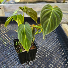 Load image into Gallery viewer, Philodendron Splendid, Exact Plant Ships Nationwide
