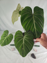 Load image into Gallery viewer, Gloriosum Dark Form XL, Exact Plant, Philodendron
