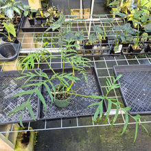 Load image into Gallery viewer, Philodendron Polypodoides exact plant, Fedex 2day*
