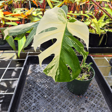 Load image into Gallery viewer, Monstera Borsigiana Albo Deliciosa, Exact Plant Variegated Ships Nationwide
