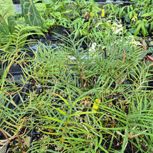 Load image into Gallery viewer, Philodendron Tortum 4" pot, Fedex 2day*

