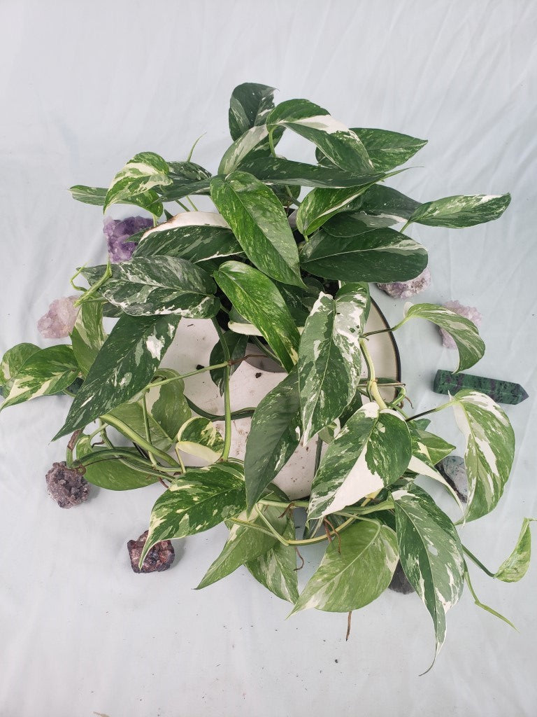 Pinnatum Albo, Exact Plant, multi pot of 5, variegated Epipremnum