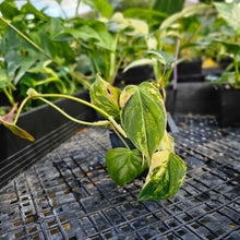 Load image into Gallery viewer, Philodendron Hederaceum Micans Aurea, Exact Plant Variegated Ships Nationwide
