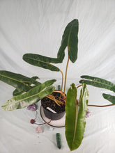 Load image into Gallery viewer, Billietiae Large, Exact Plant, Philodendron
