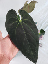Load image into Gallery viewer, Papillilaminum x Ace of Spades, Exact Plant, Anthurium
