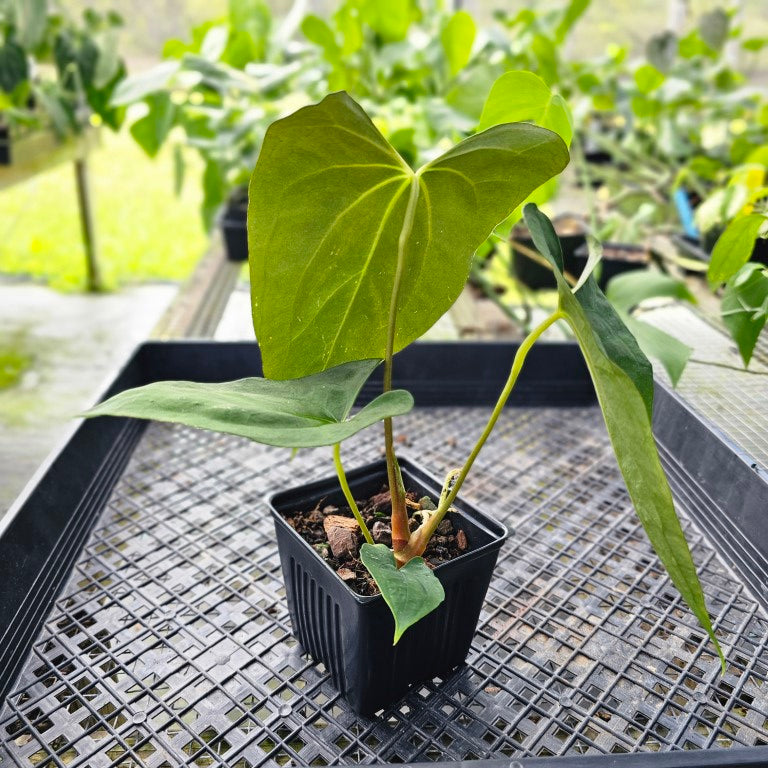 Anthurium Papillilaminum Fort Sherman X ( FS X Ralph Lynam), Ships
