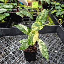Load image into Gallery viewer, Rhaphidophora Puberula, Exact Plant Variegated Ships Nationwide
