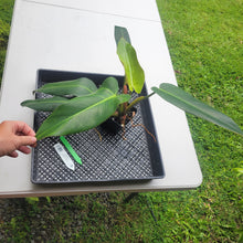 Load image into Gallery viewer, Philodendron Sagittifolium, Tuxtlanum Rubra, Exact Plant Ships Nationwide
