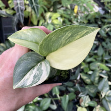 Load image into Gallery viewer, Scindapsus Rubicon Variegated exact plant, Fedex 2day*
