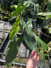 Load image into Gallery viewer, Philodendron Maximum exact plant, Fedex 2day*
