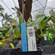 Load image into Gallery viewer, Alocasia Longiloba Lowii, Exact Plant Ships Nationwide
