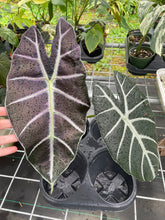 Load image into Gallery viewer, Alocasia Longiloba Grandis x Sanderiana 'Mark Campbell', Exact Plant
