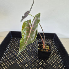 Load image into Gallery viewer, Alocasia 'Suhirmaniana' Black Satun Pink Bone exact plant, Fedex 2day*
