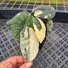 Load image into Gallery viewer, Alocasia Melo Albo variegated exact plant, Fedex 2day*
