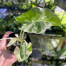 Load image into Gallery viewer, Alocasia Macrorrhiza Albo Variegated 2.5" pot, Fedex 2day*

