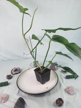 Load image into Gallery viewer, Jerry Horne, exact plant, Philodendron, ships nationwide
