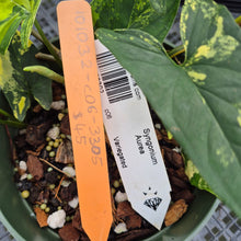 Load image into Gallery viewer, Syngonium Aurea Variegated exact plant, Fedex 2day*
